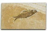 Detailed Fossil Fish (Knightia) - Wyoming #344731-1